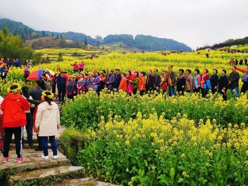 万亩花海绽放，婺源江岭开启“出游踏春”热潮