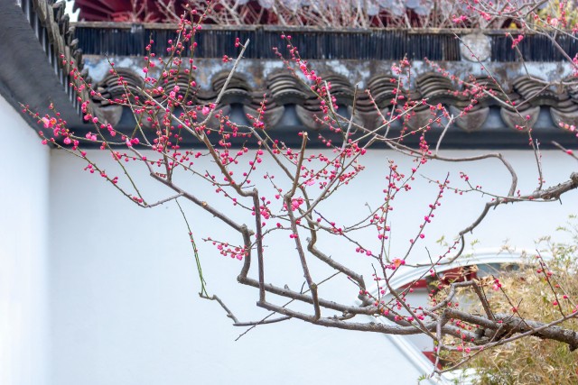 摄图网_502359509_banner_古建筑园林里的早春梅花(企业商用.jpg