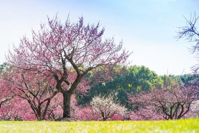 摄图网_500830234_banner_上海世纪公园踏青（企业商用）.jpg