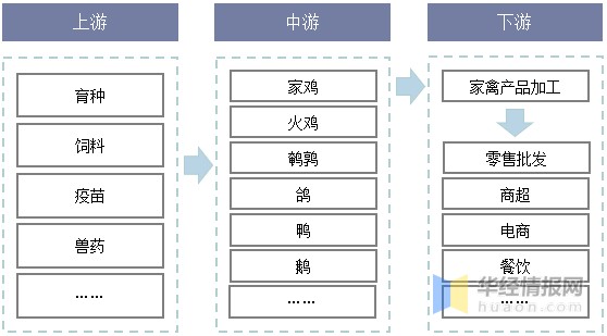 家禽行业产业链示意图