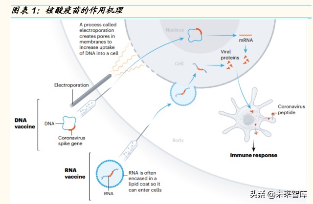 医药行业专题研究报告：核酸疫苗，创新未来