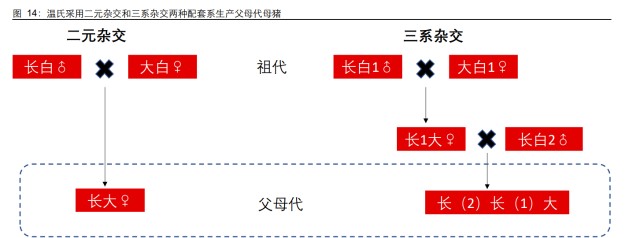 生猪养殖-温氏股份研究报告：拾级而上，终可拿云
