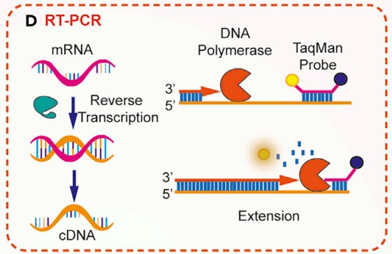rt-pcr (逆转录聚合酶链式反应):提取组织或细胞中的总 rna,以其中的