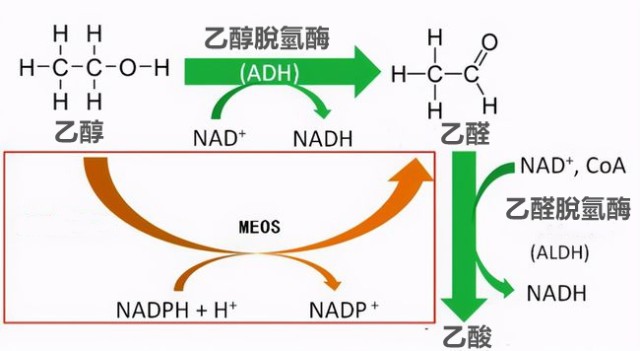 酒精進入人體之後,會在體內的一種酶(乙醇脫氫酶)的作用下,變成乙醛