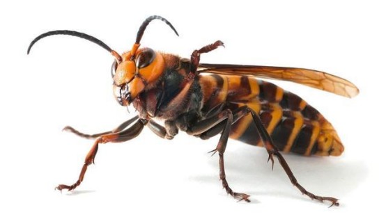 农民扫墓遭马蜂袭击身亡马蜂的毒性有多强