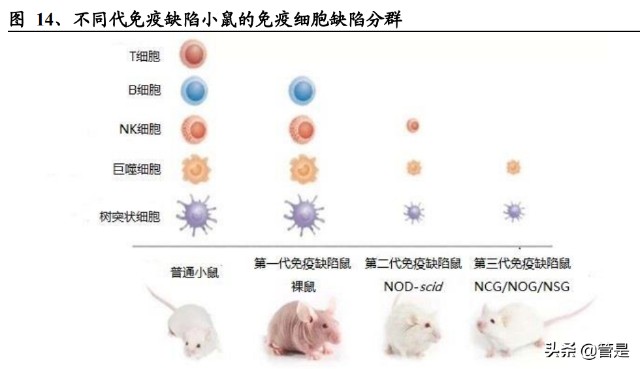 药康生物研究报告：“鼠”能生巧，模式动物小鼠模型先驱者