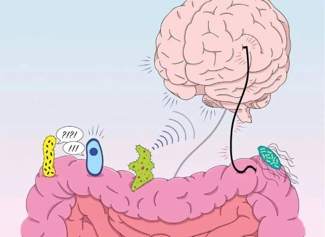 微生物群落釋放的化合物隨著血液循環,通過腸-腦軸調控宿主的免疫反應