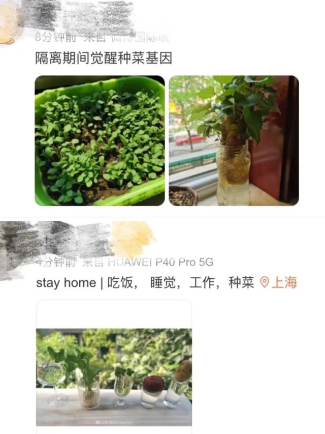 明星都爱的阳台种菜引风潮，富景中国冲击“盆栽蔬菜第一股”