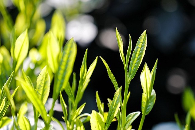 随着气温回升,茶树吐露新芽,全国各地进入春茶采摘季,茶农们纷纷抢采