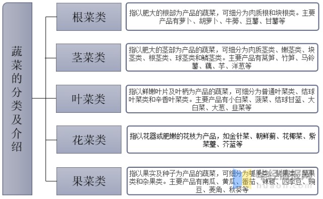 蔬菜种类图册图片