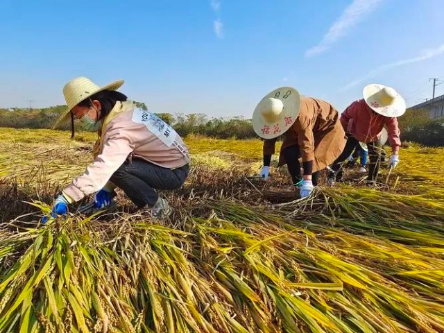 落实支农惠农政策要精准高效有力