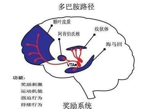 會持續下跌,無論是否真的出現下跌,你的犒賞通路多巴胺分泌就會下降