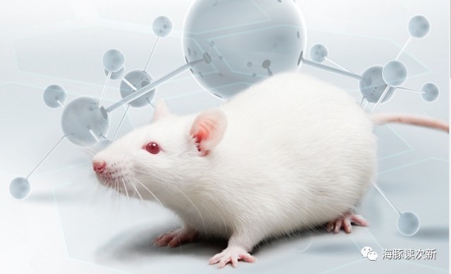国产实验小鼠老大哥品类已超2万种