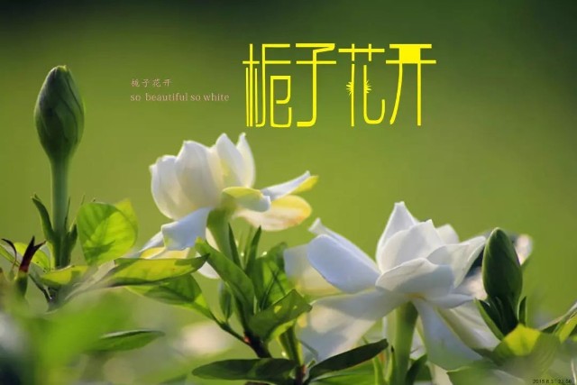 作家白如梦《栀子花》