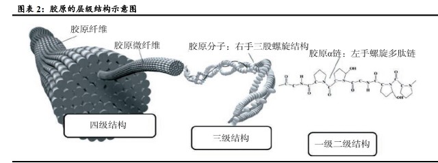 液体敷料批文怎么申请胶原蛋白行业专题研究：皮肤“软黄金”，行业红利与竞争格局_https://www.jmylbn.com_新闻资讯_第1张