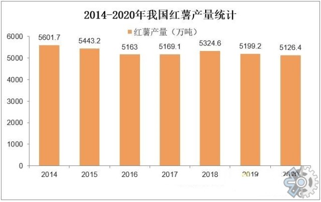 徐薯32红薯产量图片