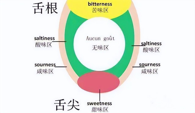 舌头味觉区域分布图图片