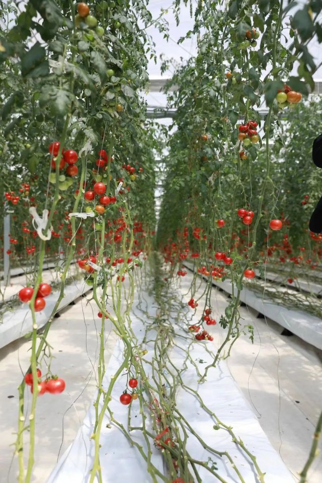 科学遨游过太空的种子种出的番茄更好吃