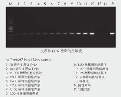 一款高效的pcr法支原体检测试剂盒,特异性扩增支原体dna.