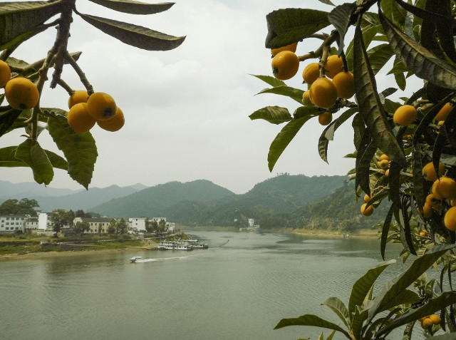 阿里巴巴走进安徽歙县助力三潭枇杷销售新通路