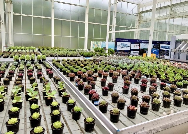 山东花卉网站建设单价_(山东花卉市场批发市场基地)