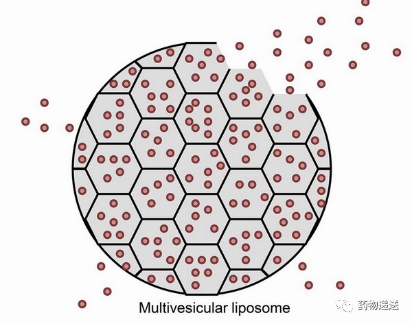 多囊脂质体图片