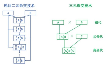 杂交繁育体系下,母猪的繁殖能力较强,商品猪集合了三个国外品种的性状