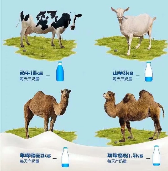 骆驼奶与水牛奶图片