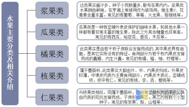 橘子的结构分析图图片