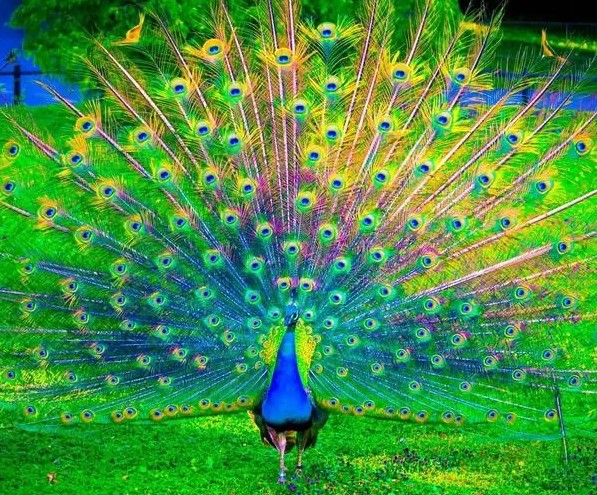 为掌趣唱多是孔雀必将开屏是凤凰必将起飞