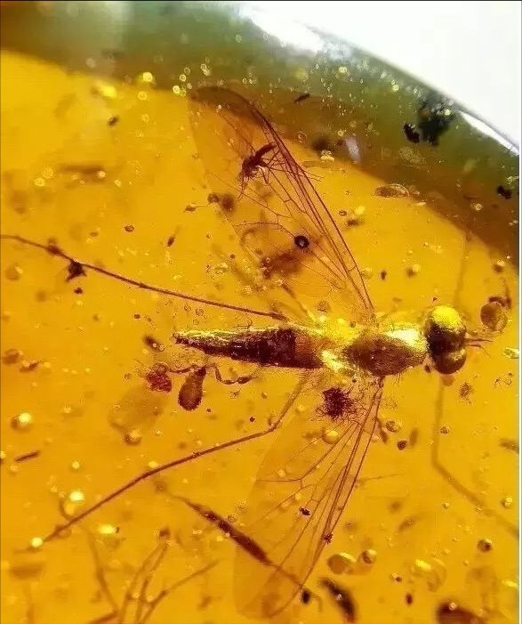 琥珀里的昆虫是怎么保存下来的松岗琥珀博物馆