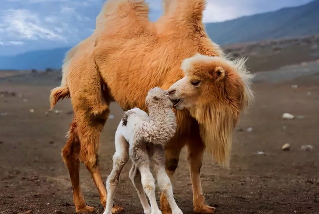 骆驼奶之所以能受到市场的热捧,主要在于其高营养,不致敏的产品特性