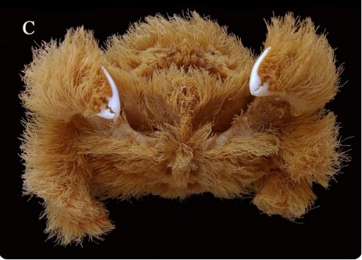 你见过毛茸茸的螃蟹吗?拥有像宠物一样极度蓬松的毛