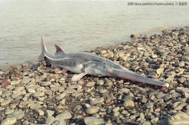 深夜突发美国总统拜登新冠阳性券商医药首席朋友圈想加入新能源白鲟被