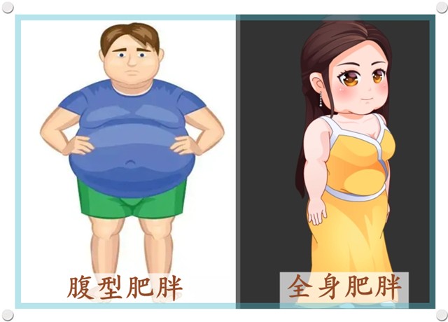 但脂肪吃的相对较少,这类人出现的肥胖通常以内脏脂肪增加为主,称为腹