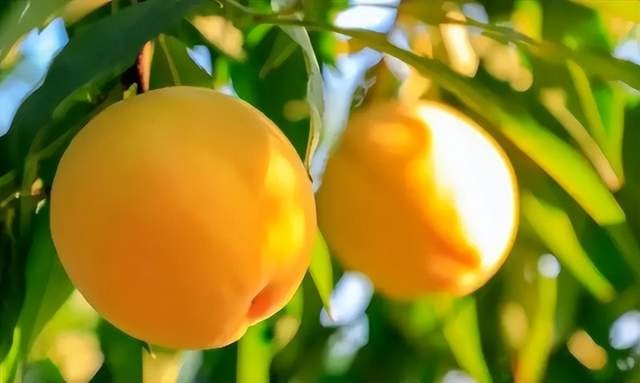 中国绿都乐购三明建宁五子之黄桃大促活动各地现场火爆