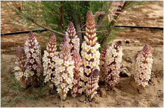 悦奇迹&从容本色肉苁蓉原浆:肉苁蓉,极度稀少!