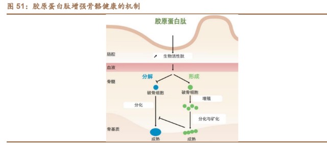 创面修复医用敷料怎么用胶原蛋白行业深度研究：四轮驱动看胶原蛋白多元发展_https://www.jmylbn.com_新闻资讯_第17张