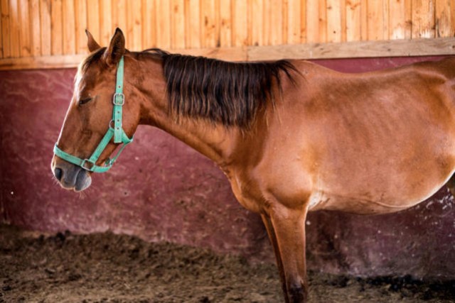 mattanin/getty images马很少躺下睡觉,它们大多数时候都是是站着