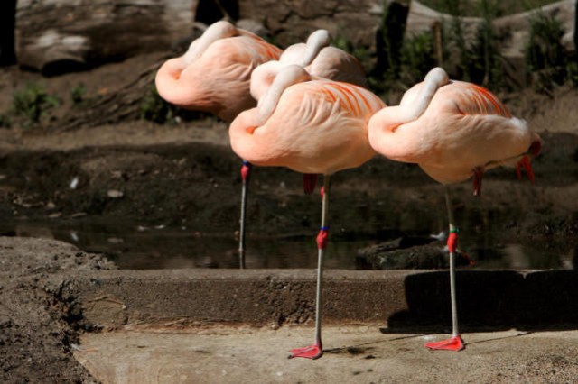 动物们睡觉的方式真是太神奇了