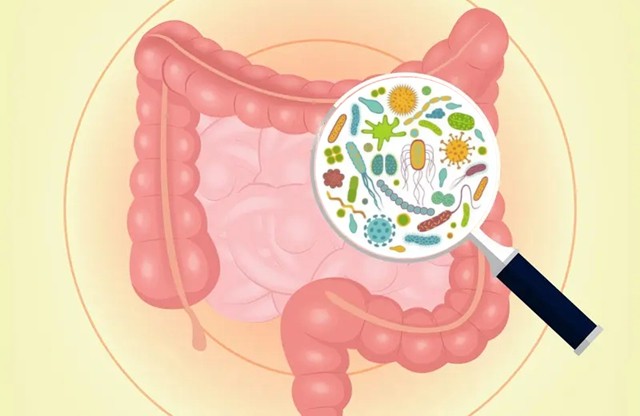 生态制剂小常宝科普:肠道菌群失调有什么症状?