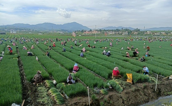 昭通市魯甸縣卯家灣安置區凝心聚力共譜民族團結進步新篇章